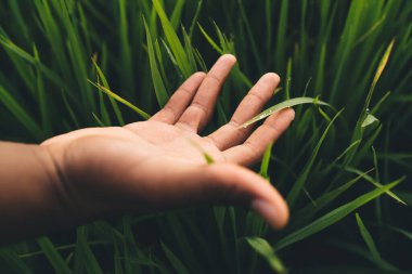 Endonezya 'da pirinç tarlasında dikilen ve hasada dokunan tanınmamış erkek turist, çeltik tarlasını kontrol etmek için seçici bir odak noktası.