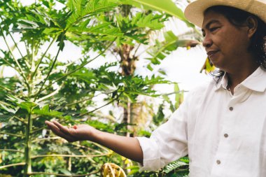 Brezilya 'da ekili ekinleri ziyaret ederken elinde olgun böğürtlen tutan profesyonel erkek çiftçi, kahve çekirdekli Balili adamın Endonezya' da eko tarım işi var - organik tarım.