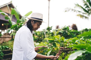 Balili bir adam elinde brunch ya da olgunlaşmamış kahve çekirdeklerini kendi tarlalarında tarımcılık için tutuyor. Yetişkin bir erkek girişimci, kırsal kesimdeki organik endüstride kafein tarımını kontrol ediyor.