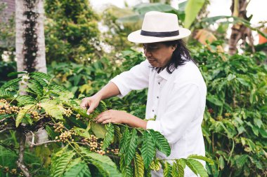 Günlük şapkalı yetişkin erkek çiftçi Ekvador 'daki kendi çiftliğinde kahve tarlasını kontrol ediyor - tarım endüstrisi, yetişkin Balili işadamı 40' lı yaşlarda Endonezya 'da kafein tarlaları olan bir çiftliği var.