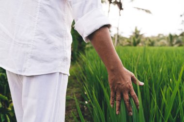 Filipinler 'de pirinç tarlasında yürüyen ve tarımsal tarlalarda tarımsal tarlaları kontrol eden tanınmamış erkek girişimci, sabah kırsal kesimlerde çeltik tarlalarını kontrol ediyor.