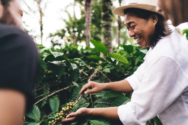 Kafein fasülyeleriyle şapka tutan neşeli iş adamı ve kahve çiftliğinde iş arkadaşlarıyla iletişim kuran, kırsal kesimdeki geziler sırasında arkadaşlarıyla konuşan mutlu çiftçi.