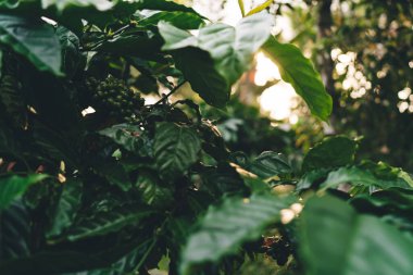 Ekvador 'daki kahve çiftliğinde gün ışığında yeşillik yaprakları - yaz mevsiminde kafein yetiştirmek için tarım işi kavramı, olgunlaşmamış fasulye dalları ve tarım arazilerinde yaprak büyümesi