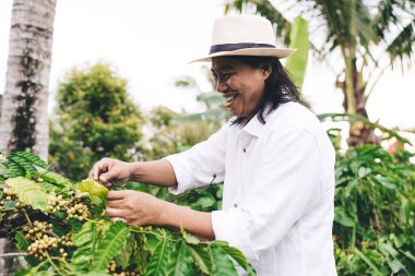 Mutlu Balili erkek çiftçi gün içinde tarım kırsalında olgunlaşmamış kafein çekirdeklerini kontrol ediyor. Tarım sektörü konsepti, şapkalı neşeli adam kahveyle ve gülümsüyor.
