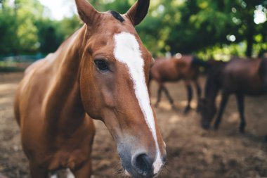 Körfez atının namlusu, yazın kırsal kesimdeki otlakta sürünün bulanık arka planında dururken kameraya bakıyor.