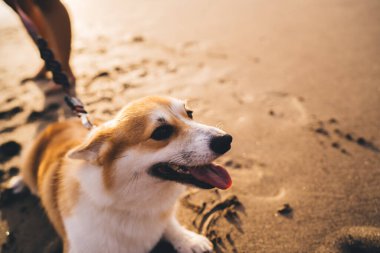 Welsh Corgi 'nin tatlı safkan köpeğinin seçici odak noktası yaz akşamları ıslak kumlu sahilde duran ekin sahibine karşı.