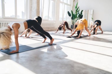 Sağlığı iyileştirmek için yoga uygulamasının keyfini çıkarırken, köpek ve kalas pozisyonunda duran zayıf ve çeşitli kadınların yan görünüşü ekstra kalori ve zihinsel konsantrasyon yakar.