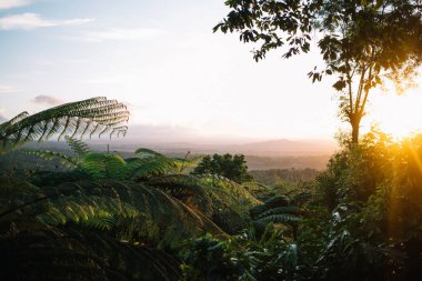 Akşamları gökyüzünde yeşil tropikal bitkileri delip geçen parlak güneş ışınlarının resimsel manzarası palmiyeli egzotik ormanlarda gün batımında
