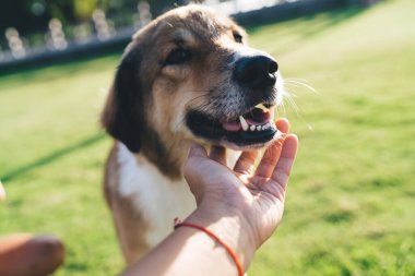 Tanımlanamayan kadın cynoloji uzmanı, barınaktan kurtarılan, evcil köpeği köpekli, tüylü en iyi arkadaşıyla eğitim ve bağ kurmak için hafta sonunu geçiren, saf ve mutlu köpekle eğleniyor.