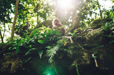 Bali 'de ormana tırmandıktan sonra ağaç dalına oturmuş kameraya bakan sevimli maymun açısı.