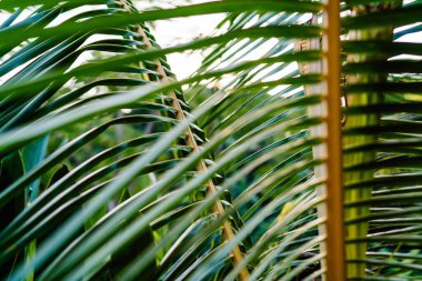 Büyük yeşil yaprakları olan uzun palmiye ağacının bulanık görüntüsü yaz sabahı tropik tatil köyündeki egzotik parkta büyüyor.