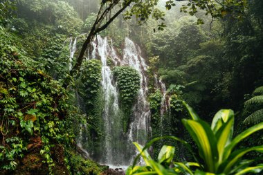 Küçük çağlayanın altından yeşil ağaçlar ve çalıların arasından Bali 'deki orman ormanlarındaki dağ yamacından akan