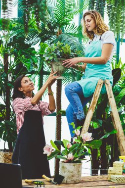 Kadın Çiçekçi Çiçek önlük ile iş memnun yardımcılardan kötü taşıyan merdiven oturan gülümseyen botanik arangery bitkiler ve ot, holding çiçek Bakımı işbirliği kadın işçiye