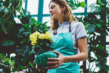 Önlüklü genç bir kadın botanik portakalında çalışıyor saksılarda yetişen yeşil çiçeklerle ilgileniyor, profesyonel bir kadın çiçekçi çiçeklerle çiçek tarlalarını kontrol ediyor cam evde güzel çiçekler açıyor.