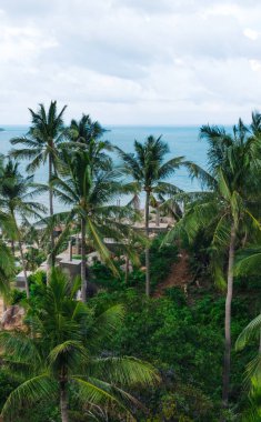 Havanın manzarası, yemyeşil palmiye ağaçları olan güzel bir yamaç. Tayland 'daki Asya adasının resimli gölünün kuş bakışı panoramik manzarası