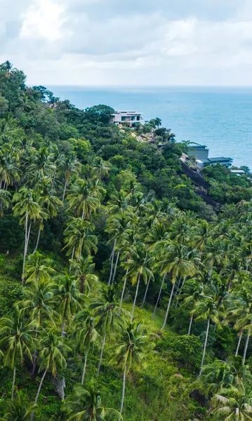 Güzel doğa manzarası, Asya adasının yamacında büyüyen yemyeşil palmiye ağaçları. Tropik bitki örtüsü