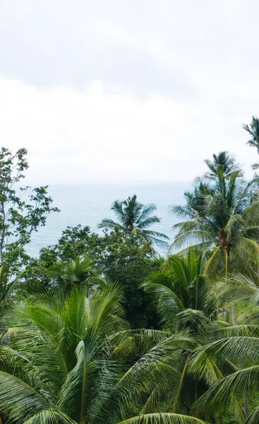 Güzel doğa manzarası, Asya adasının yamacında büyüyen yemyeşil palmiye ağaçları. Tropik bitki örtüsü