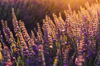 Provence kırsalında çiçek açan mor lavanta manzarası, tarlalarda aromatik otların kırsal ekimi, yaz boyunca sıra büyüyen mor çiçekler, güzel doğaya yakın.