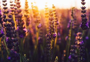 Provence kırsalında çiçek açan mor lavanta manzarası, tarlalarda aromatik otların kırsal ekimi, yaz boyunca sıra büyüyen mor çiçekler, güzel doğaya yakın.