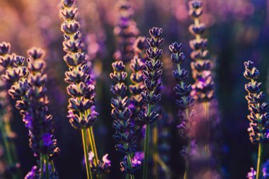 Provence kırsalında açan mor lavanta, tarım arazilerinde aromatik otların güzel doğası, yaz boyunca sıra sıra büyüyen mor soluklu çiçekler.