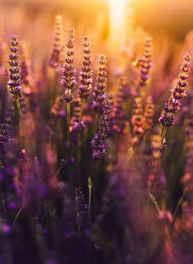 Provence kırsalında çiçek açan mor lavanta manzarası, tarlalarda aromatik otların kırsal ekimi, yaz boyunca sıra büyüyen mor çiçekler, güzel doğaya yakın.