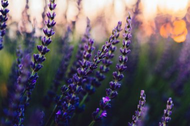 Provence kırsalında açan mor lavanta, tarım arazilerinde aromatik otların güzel doğası, yaz boyunca sıra sıra büyüyen mor soluklu çiçekler.