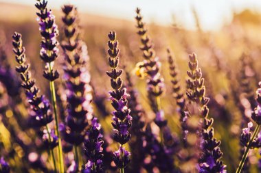 Lavanta çiçekli bal arısı, uçan böceğe yakın çekim menekşe tecavüz lavanta çiçeğinin polenini topluyor.