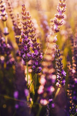 Lavanta çiçekli bal arısı, uçan böceğe yakın çekim menekşe tecavüz lavanta çiçeğinin polenini topluyor.