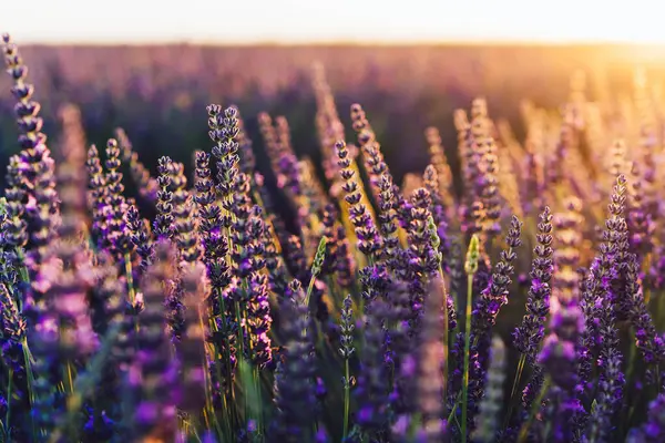 Provence kırsalında çiçek açan mor lavanta manzarası, tarlalarda aromatik otların kırsal ekimi, yaz boyunca sıra büyüyen mor çiçekler, güzel doğaya yakın.