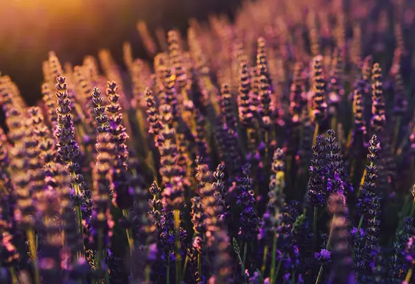 Provence kırsalında çiçek açan mor lavanta manzarası, tarlalarda aromatik otların kırsal ekimi, yaz boyunca sıra büyüyen mor çiçekler, güzel doğaya yakın.