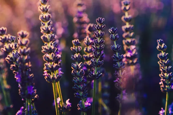 Provence kırsalında açan mor lavanta, tarım arazilerinde aromatik otların güzel doğası, yaz boyunca sıra sıra büyüyen mor soluklu çiçekler.