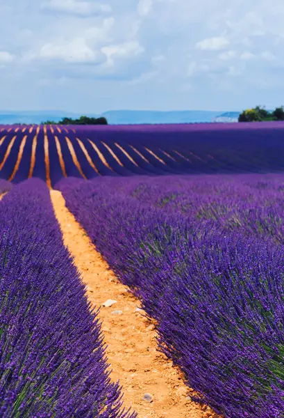 Valensole 'daki mor lavanta tarlalarının manzarası, Provence kırsalındaki güzel doğa, kırsal tarım arazileri, yazın büyüyen mor soluk kesici çiçekler.