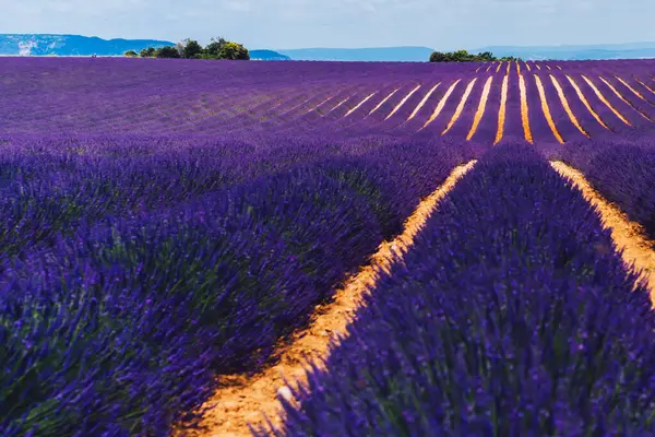 Valensole 'daki mor lavanta tarlalarının manzarası, Provence kırsalındaki güzel doğa, kırsal tarım arazileri, yazın büyüyen mor soluk kesici çiçekler.