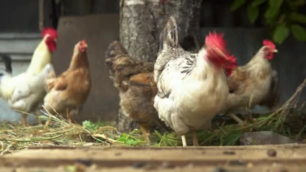 Tavuklar Kümeste Tahıl Yiyor Tavuklar Kümes Hayvanları Çiftliğinde Tahıl Yiyorlar — Stok video