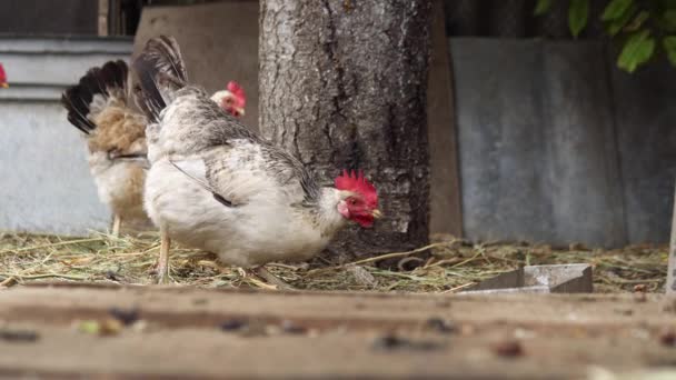 Kuřata Klovají Obilí Kurníku Drůbeží Farma Kuřata Jedí Zrna Drůbeží — Stock video