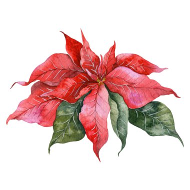  Poinsettia Çiçek Suluboya Resimleri beyaz arka planda izole edilmiş, Noel yeşili çizimi, noel kartı