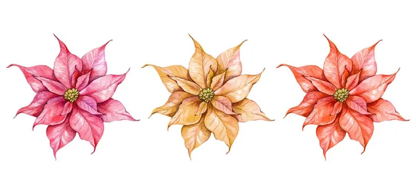 Poinsettia Kwiat Akwarela Ilustracja Izolacja Białym Tle Boże Narodzenie Zieleń — Zdjęcie stockowe