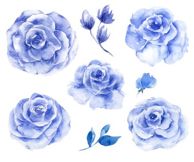 Blue Rose Flowers, Eucalyptus and Greenery Watercolor Illustration Set. hand Painted. Perfect for wedding invitations, bridal shower and floral greeting cards