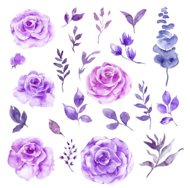 Purple Rose Flowers, Eucalyptus and Greenery Watercolor Illustration Set. hand Painted. Perfect for wedding invitations, bridal shower and floral greeting cards