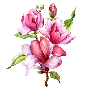 Pink magnolia Flower Bouquet Watercolor Illustration, Magnolia Arrangement on white background, Spring Floral Illustration. Hand painted Magnolia set