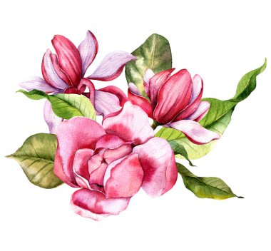 Pink magnolia Flower Bouquet Watercolor Illustration, Magnolia Arrangement on white background, Spring Floral Illustration. Hand painted Magnolia set