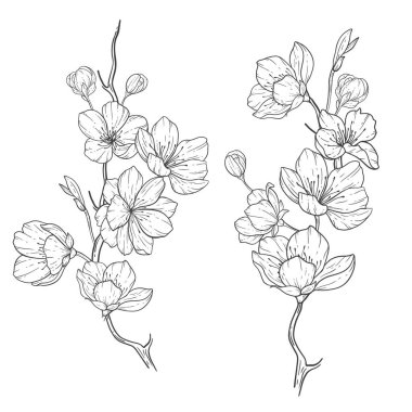 Floral Line Art, Sakura Flower Outline Illustration Set. Hand Painted Doodle Flowers. Perfect for wedding invitations, bridal shower and floral greeting cards. Black and white stencil flowers isolated on white background