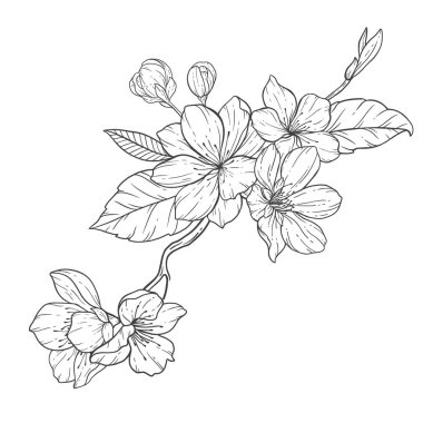Floral Line Art, Sakura Flower Outline Illustration Set. Hand Painted Doodle Flowers. Perfect for wedding invitations, bridal shower and floral greeting cards. Black and white stencil flowers isolated on white background