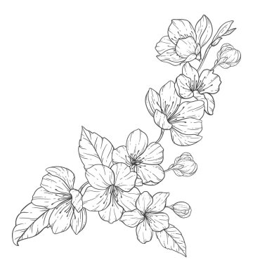 Floral Line Art, Sakura Flower Outline Illustration Set. Hand Painted Doodle Flowers. Perfect for wedding invitations, bridal shower and floral greeting cards. Black and white stencil flowers isolated on white background