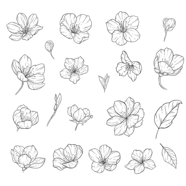 Floral Line Art Sakura Virág Vázlat Illusztráció Készlet Kézzel Festett — Stock Vector