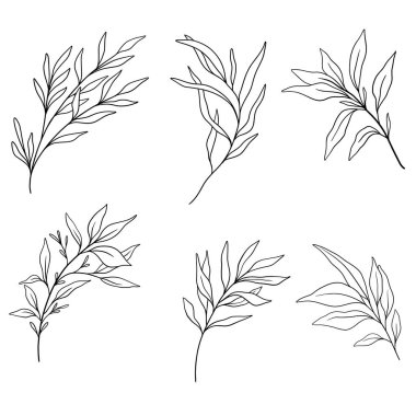 Yeşillik Çizgisi Sanat, İnce Çizgi Yaprak El Çizimi Çizimi. Botanik Renk Sayfası. Taslak Yapraklar Beyazda İzole Edildi