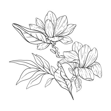 Çiçek Hattı Sanatı. Çiçek Rengi Sayfaları için Magnolia Çiçek Taslağı, Minimalist Modern Düğün Davetiyeleri