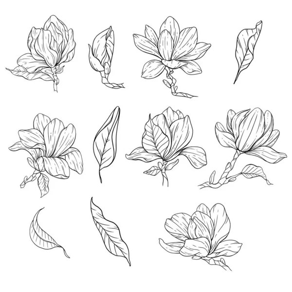 Floral Line Art Magnolia Λουλούδι Περίγραμμα Για Floral Χρωματισμός Σελίδες — Διανυσματικό Αρχείο