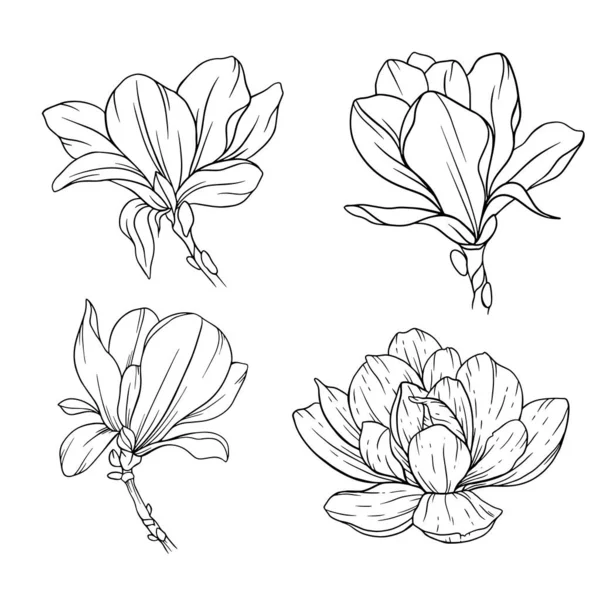 Floral Line Art Magnolia Λουλούδι Περίγραμμα Για Floral Χρωματισμός Σελίδες — Διανυσματικό Αρχείο