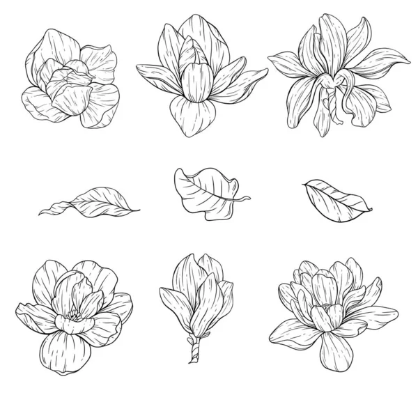 Floral Line Art Magnolia Esquema Flores Para Colorear Páginas Florales — Archivo Imágenes Vectoriales